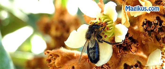 Abeilles Fleure Blanche | Nature