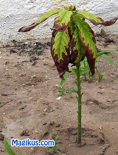 Avocatier petite plante verte dans un pot, planter un noyeau