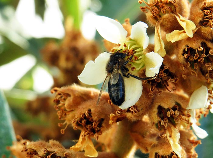 Une abeille butine sur une fleur | Magikus.com