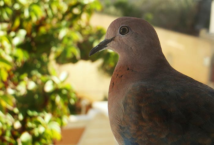 Un Pigeon | Magikus.com
