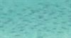 Des milliers de requins sur les côtes de Floride